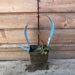 Lekno (Nymphaea) ´FABIOLA´ - ⌀ 5-10 cm, kont. P11